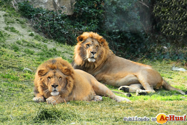 /public/fotos3/leones-26022016.jpg