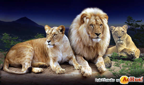 /public/fotos3/leones-africanos-03042017.jpg