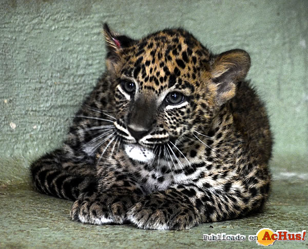 /public/fotos3/leopardo-14102016.jpg
