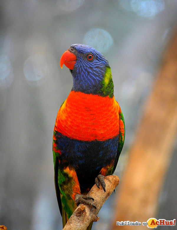 /public/fotos3/loris-arcoiris-14082019.jpg