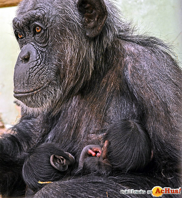 /public/fotos3/mellizos-de-chimpances-18022019.jpg