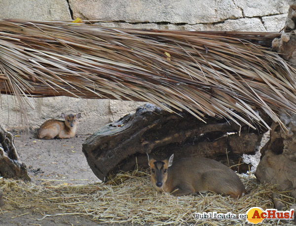 /public/fotos3/muntjac-21102016.jpg