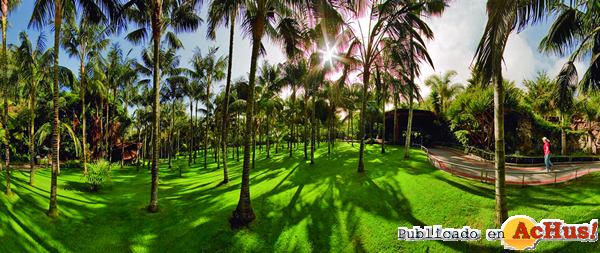 /public/fotos3/palmeral_02-22072016.jpg