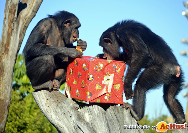 /public/fotos3/regalos-Papa-Noel-24122016.jpg