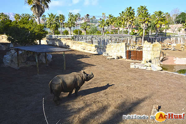 /public/fotos3/rinoceronte-tarun-22022019.jpg