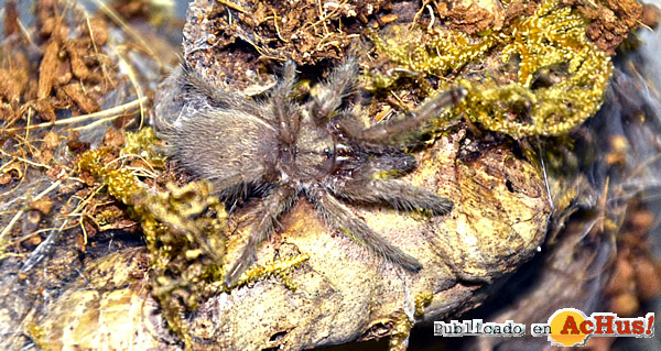 /public/fotos3/tarantula-babuina-22052020.jpg