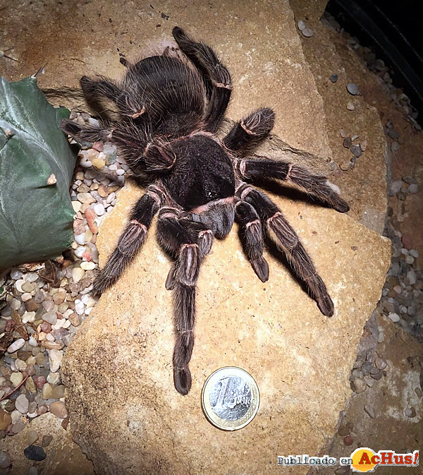 /public/fotos3/tarantulas-07042016.jpg