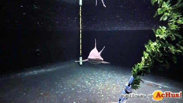 /public/fotos3/tiburones-gris-09052017.jpg
