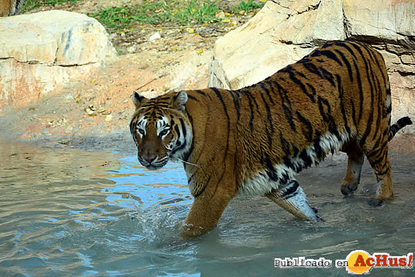 /public/fotos3/tigre-de-bengala-03122015.jpg