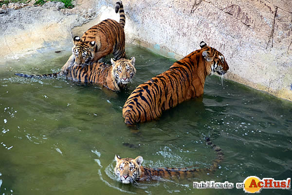 /public/fotos3/tigres-de-bengala-03122015.jpg