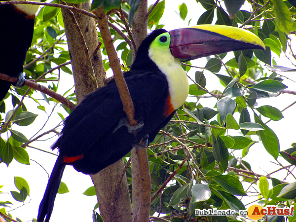 /public/fotos3/tucan-31082017.jpg
